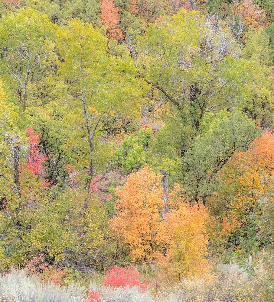 Utah Highway 39 heading west out of Wasatch Mountains with Autumn colors